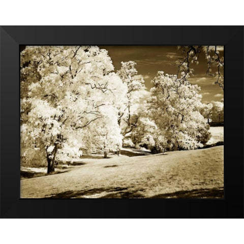 Sunlit Meadows I Black Modern Wood Framed Art Print by Hausenflock, Alan