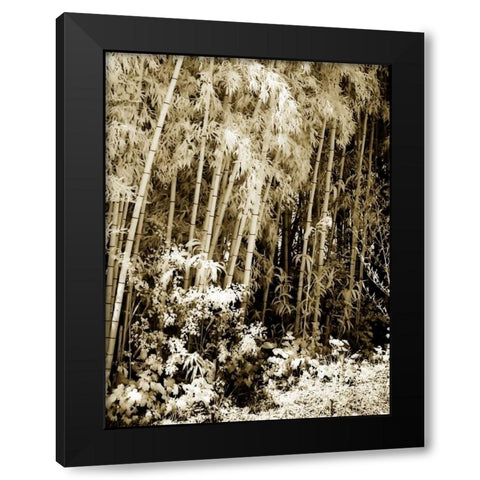 Bamboo Grove I Black Modern Wood Framed Art Print with Double Matting by Hausenflock, Alan