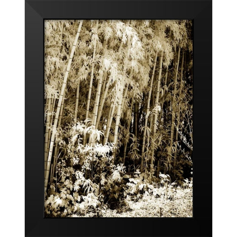Bamboo Grove I Black Modern Wood Framed Art Print by Hausenflock, Alan