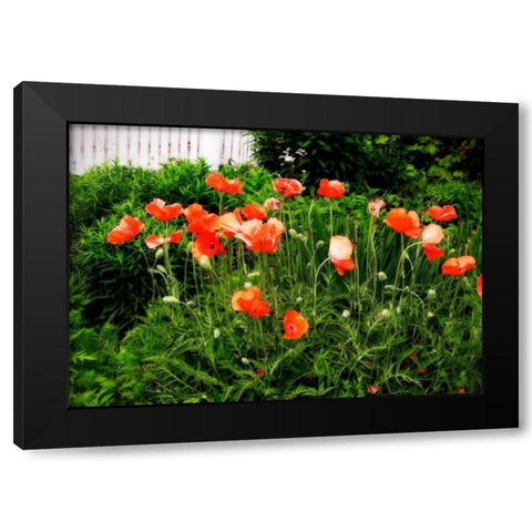 Poppies I Black Modern Wood Framed Art Print with Double Matting by Hausenflock, Alan