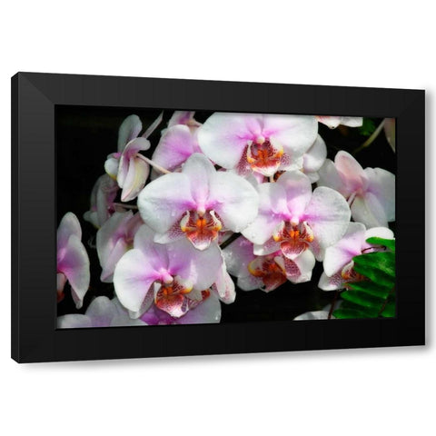 Moth Orchids I Black Modern Wood Framed Art Print with Double Matting by Hausenflock, Alan