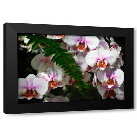 Moth Orchids II Black Modern Wood Framed Art Print with Double Matting by Hausenflock, Alan