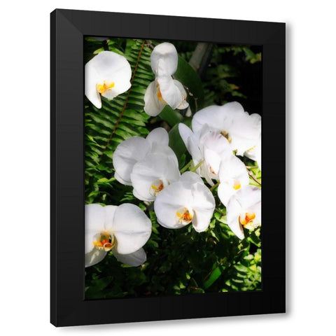Orchids and Ferns II Black Modern Wood Framed Art Print by Hausenflock, Alan