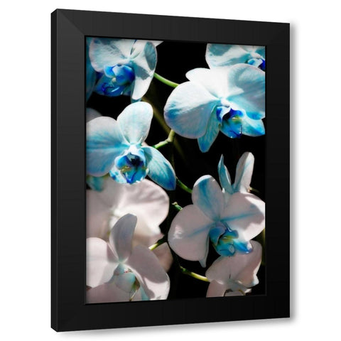 Blue Moth Orchids I Black Modern Wood Framed Art Print by Hausenflock, Alan