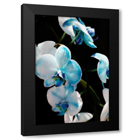 Blue Moth Orchids II Black Modern Wood Framed Art Print by Hausenflock, Alan