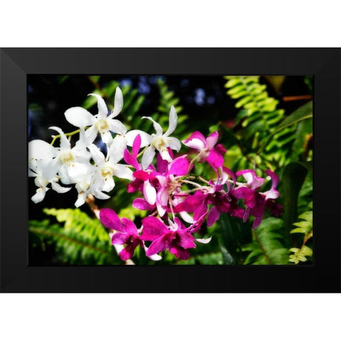 Vanda Orchids II Black Modern Wood Framed Art Print by Hausenflock, Alan