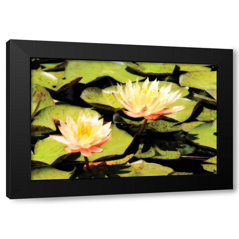 Blushing Lilies I Black Modern Wood Framed Art Print by Hausenflock, Alan