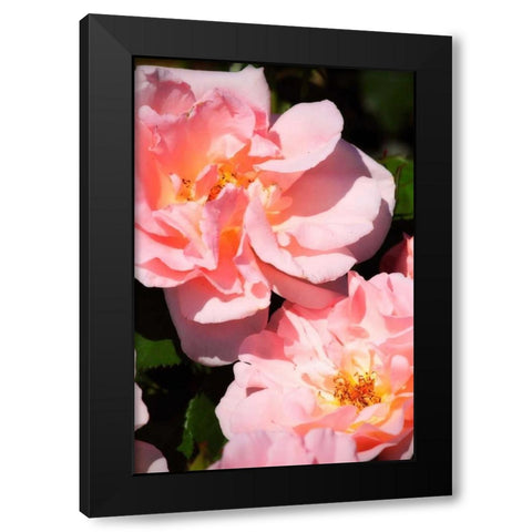 Wild Roses II Black Modern Wood Framed Art Print with Double Matting by Hausenflock, Alan