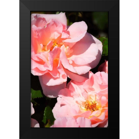 Wild Roses II Black Modern Wood Framed Art Print by Hausenflock, Alan