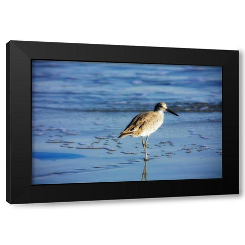 Sandpiper in the Surf II Black Modern Wood Framed Art Print by Hausenflock, Alan