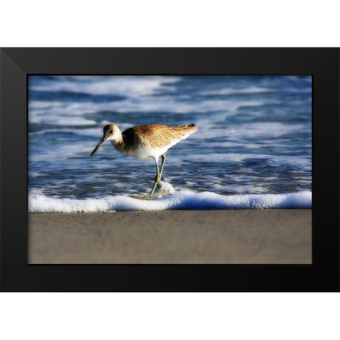 Sandpiper in the Surf III Black Modern Wood Framed Art Print by Hausenflock, Alan