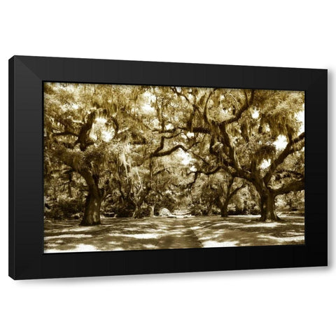 Druid Oaks I Black Modern Wood Framed Art Print by Hausenflock, Alan