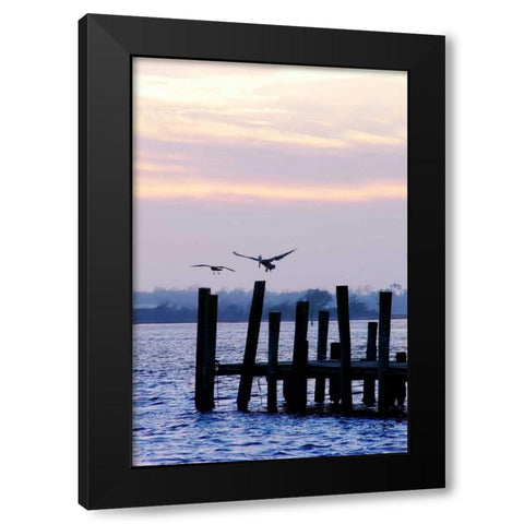 Pelican and Friend Black Modern Wood Framed Art Print with Double Matting by Hausenflock, Alan