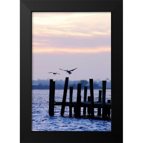 Pelican and Friend Black Modern Wood Framed Art Print by Hausenflock, Alan