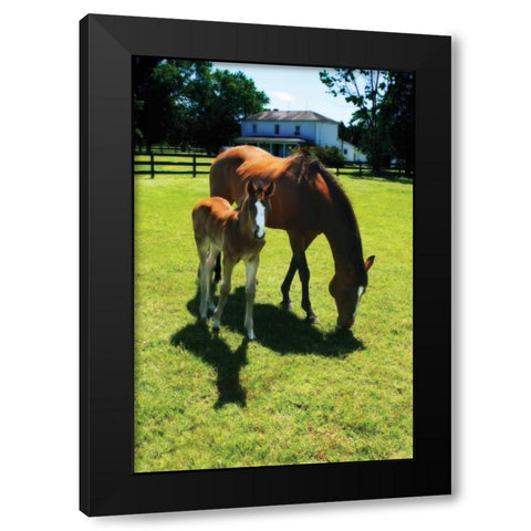 Mare and Foal I Black Modern Wood Framed Art Print with Double Matting by Hausenflock, Alan