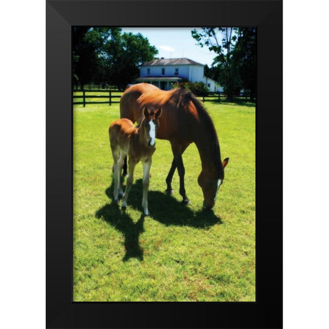 Mare and Foal I Black Modern Wood Framed Art Print by Hausenflock, Alan