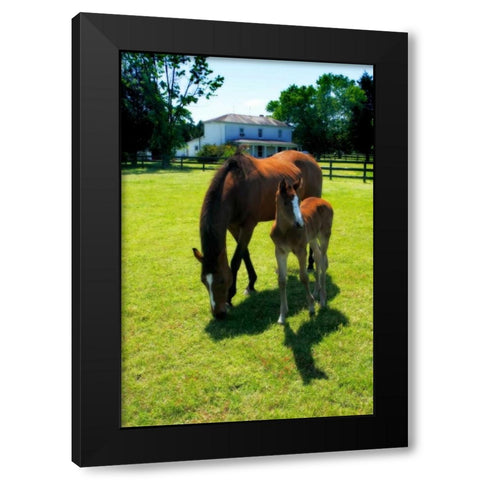 Mare and Foal II Black Modern Wood Framed Art Print by Hausenflock, Alan