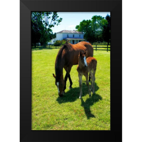 Mare and Foal II Black Modern Wood Framed Art Print by Hausenflock, Alan