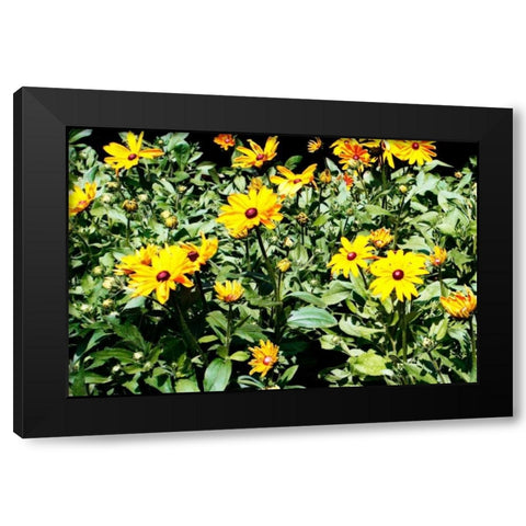 Yellow Daisies I Black Modern Wood Framed Art Print by Hausenflock, Alan