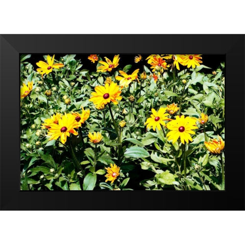 Yellow Daisies I Black Modern Wood Framed Art Print by Hausenflock, Alan