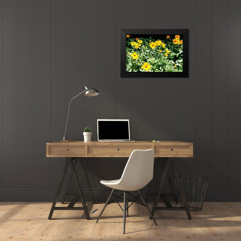 Yellow Daisies II Black Modern Wood Framed Art Print by Hausenflock, Alan