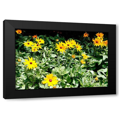 Yellow Daisies II Black Modern Wood Framed Art Print with Double Matting by Hausenflock, Alan