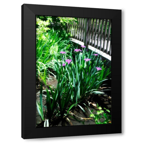 Spring Iris I Black Modern Wood Framed Art Print with Double Matting by Hausenflock, Alan