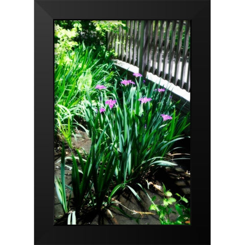 Spring Iris I Black Modern Wood Framed Art Print by Hausenflock, Alan