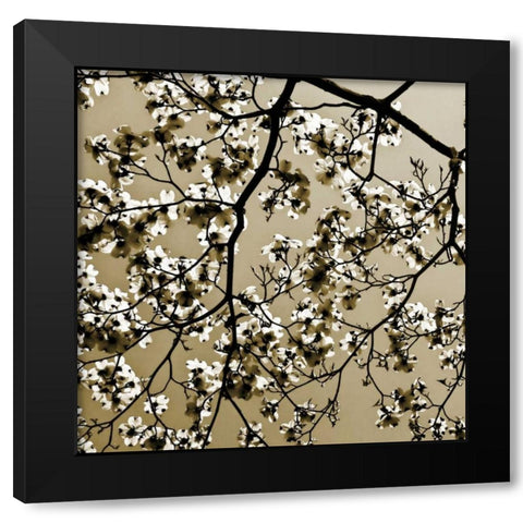 Dogwood Square II Black Modern Wood Framed Art Print with Double Matting by Hausenflock, Alan