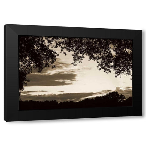 Sunset through Trees II Black Modern Wood Framed Art Print by Hausenflock, Alan