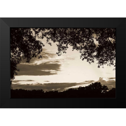 Sunset through Trees II Black Modern Wood Framed Art Print by Hausenflock, Alan