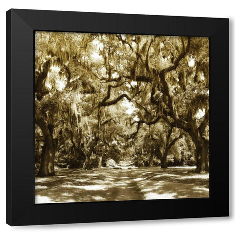 Druid Oak Square I Black Modern Wood Framed Art Print with Double Matting by Hausenflock, Alan