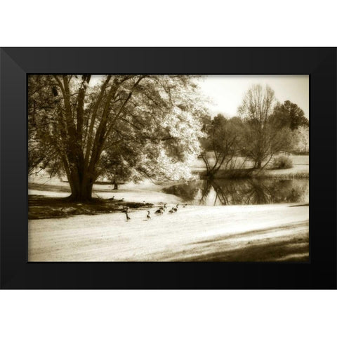 Geese at the Pond II Black Modern Wood Framed Art Print by Hausenflock, Alan