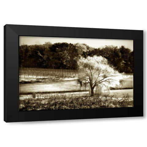 Vineyard I Black Modern Wood Framed Art Print by Hausenflock, Alan