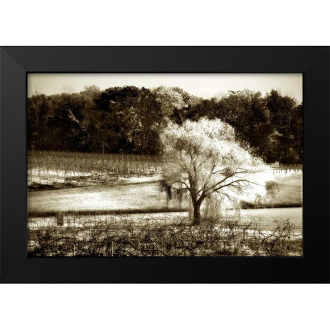 Vineyard I Black Modern Wood Framed Art Print by Hausenflock, Alan