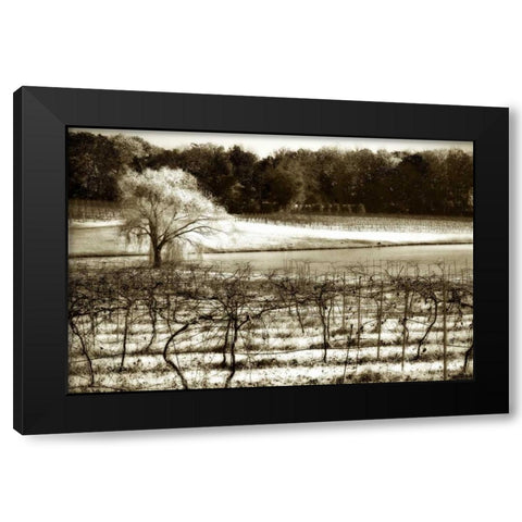 Vineyard II Black Modern Wood Framed Art Print with Double Matting by Hausenflock, Alan