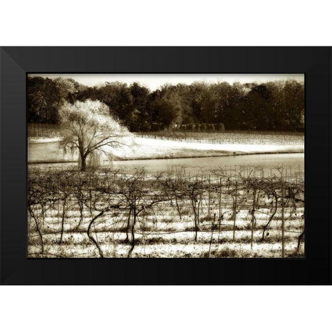 Vineyard II Black Modern Wood Framed Art Print by Hausenflock, Alan