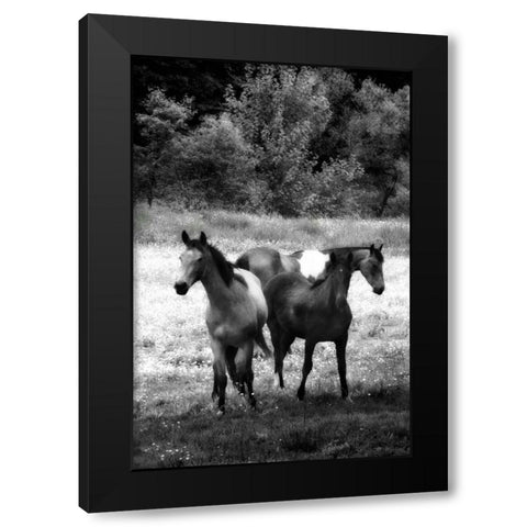 The Horses Three I Black Modern Wood Framed Art Print with Double Matting by Hausenflock, Alan