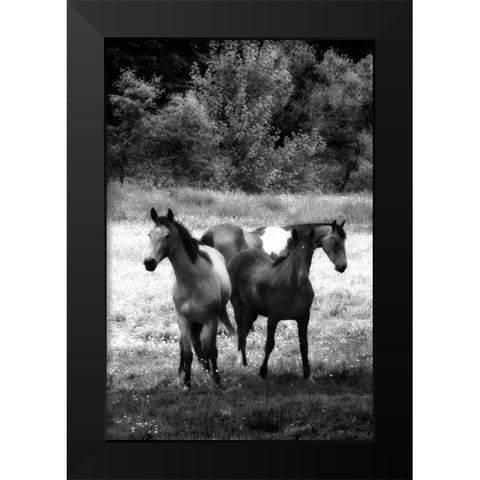 The Horses Three I Black Modern Wood Framed Art Print by Hausenflock, Alan