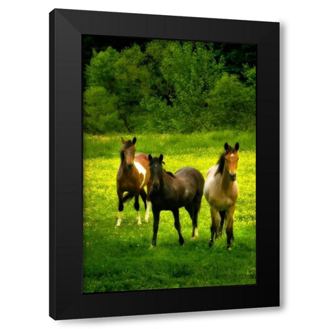 The Horses Three II Black Modern Wood Framed Art Print with Double Matting by Hausenflock, Alan