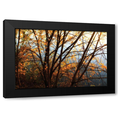 Leaves of Orange III Black Modern Wood Framed Art Print by Hausenflock, Alan