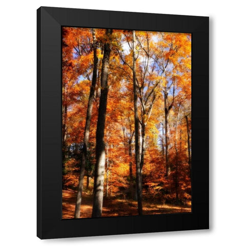 Autumn Cathedral I Black Modern Wood Framed Art Print by Hausenflock, Alan