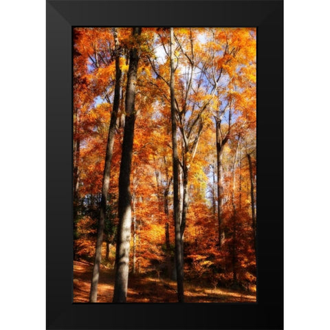 Autumn Cathedral I Black Modern Wood Framed Art Print by Hausenflock, Alan