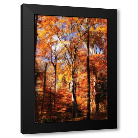 Autumn Cathedral II Black Modern Wood Framed Art Print with Double Matting by Hausenflock, Alan