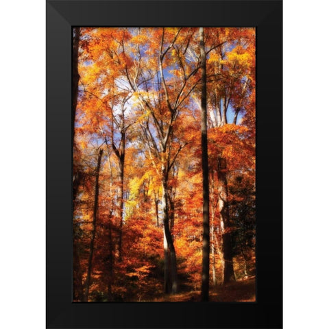 Autumn Cathedral II Black Modern Wood Framed Art Print by Hausenflock, Alan