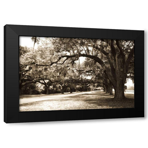Charleston Oaks 9 Sepia Black Modern Wood Framed Art Print with Double Matting by Hausenflock, Alan