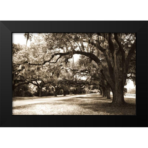 Charleston Oaks 9 Sepia Black Modern Wood Framed Art Print by Hausenflock, Alan