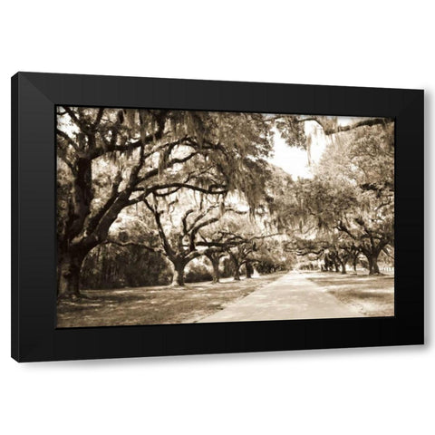 Charleston Oaks 10 Sepia Black Modern Wood Framed Art Print with Double Matting by Hausenflock, Alan