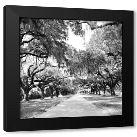 Charleston Oaks Sq. X Black Modern Wood Framed Art Print by Hausenflock, Alan