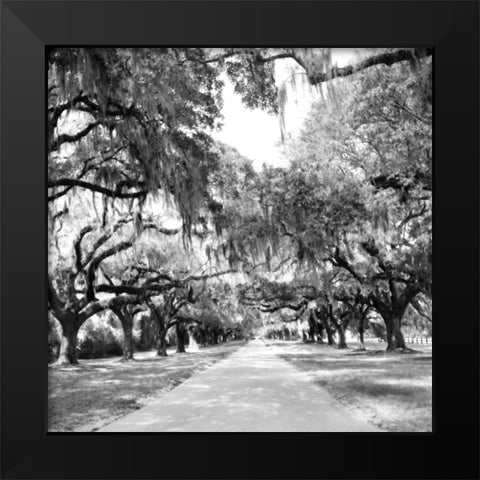 Charleston Oaks Sq. X Black Modern Wood Framed Art Print by Hausenflock, Alan